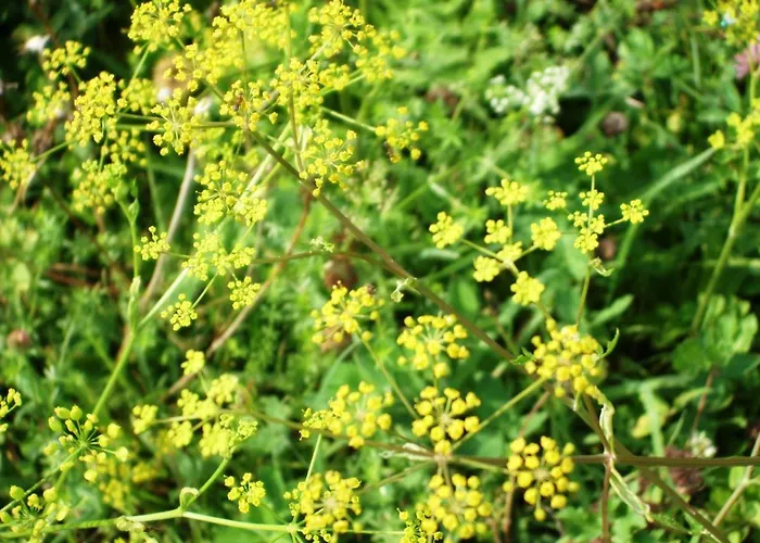 Oertl 7 * Obernzell